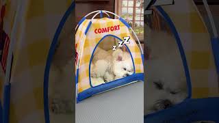 🛑 No More Pets on Bed! 😍 Instant Pop-Up Pet Tent 🐶 #PetHacks #DogBed