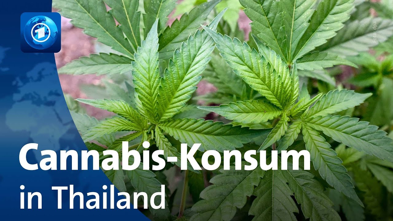 Cannabis legalisiert: DAS darfst du jetzt!