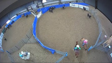 Big Sky Ranch Sorting Saddle Series #4 - #3 SORT - Round #1 - Ride #38