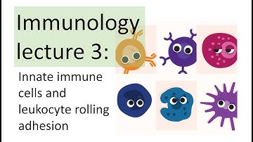 Immunology Lecture 3 | Innate immune cells | Leukocyte rolling adhesion