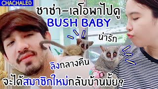 CHACHALEO พาไปดูความน่ารักของ bushbaby จะได้พากลับบ้านมั้ยน้าาา??