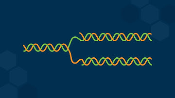 The Different Models of DNA Replication and Their Experimental Evidence