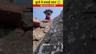 कुते ने बचाई जान?factsinhindi trendingshorts viral dogs