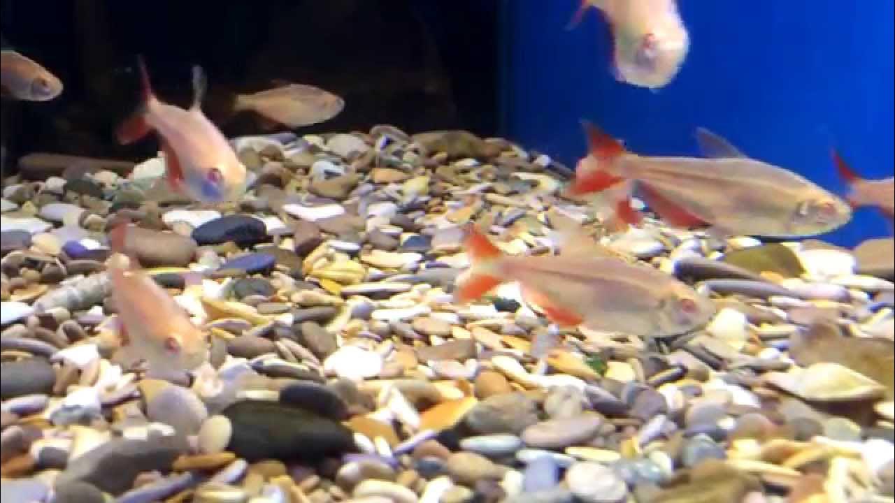 рыбный магазин в воронеже. рыбы обитающие в новосибирской области. солитерная рыба в воронеже. зарыбление пруда. рыбы реки воронеж.