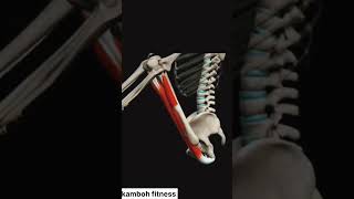 What is Active and Passive Insufficiency? • The inability for a biarticulate muscle to stretch