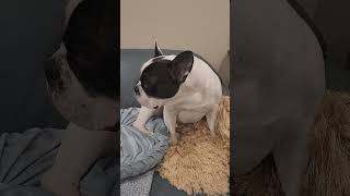 Can Vinny learn some tricks?? #frenchbulldog #dogtricks #furbaby