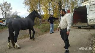 Цыган Вася купил  лошадь.