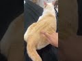 Kittens: "WTF! It's fucking wired. "   🐱🤪😆#LAUGHING #AMUSING #ANIMAL #HILARIOUS #cat