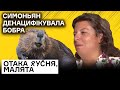 Симоньян змусили! Бобер винуватий сам! Пропагандисти збирають валізи у Гаагу!