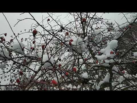#Shorts Rosehip under the snow, Minsk Belarus. Шиповник под снегом, Минск Беларусь