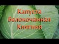 Капуста белокочанная Княгиня (knyaginya) 🌿 капуста Княгиня обзор: как сажать семена капусты Княгиня