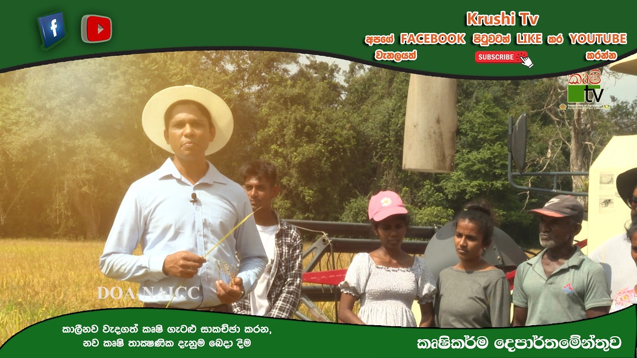 වී අස්වැන්න නෙලන විට සිදු වන අස්වනු හානිය අවම කිරිමට යෝග්‍ය සංයුත්ක අස්වනු නෙලනය | Krushi Tv
