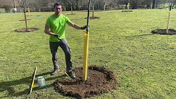 Quel engrais utiliser pour les arbres fruitiers ?