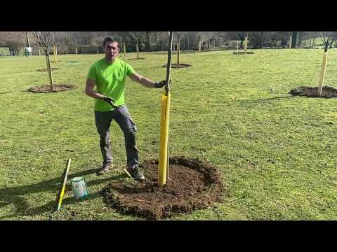 Vidéo: Faut-il fertiliser un arbre nouvellement transplanté ?