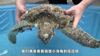 海龟 Youtube