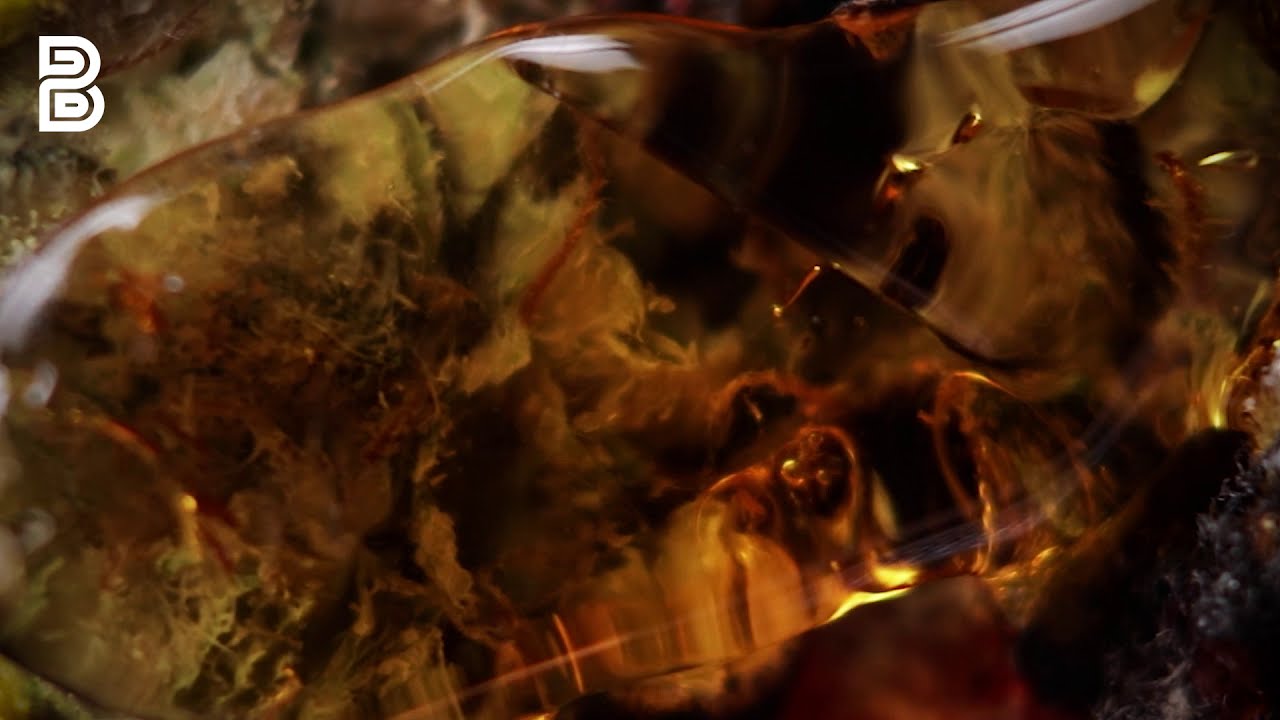 Forum Cut Cookies Shatter from MUV | Budsbie Burns (Ep.2)