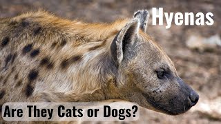 Hyaenidae, the Hyenas