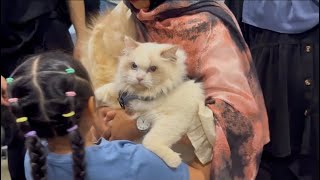 Singapore Cat Festival 2025: I Didn’t Expect THIS Many Rare Cats 🐱😱