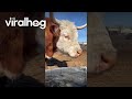 Hereford Cow's Ineffective Drinking Method || ViralHog