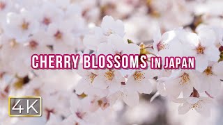 CHERRY BLOSSOMS | 4K Japanese Nature Video 2020