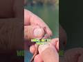 Bluegill BONANZA Using LIVE Worms! 🪱 #shorts #fishing