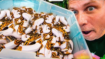 UNBOXING A MILLION DOLLARS OF SNAKES!!! WHAT THEY USED TO COST!!  | BRIAN BARCZYK