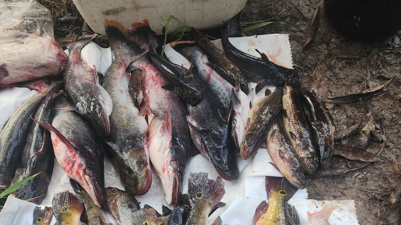 Epic Fishing Adventure at Mahaicony Creek! 🎣