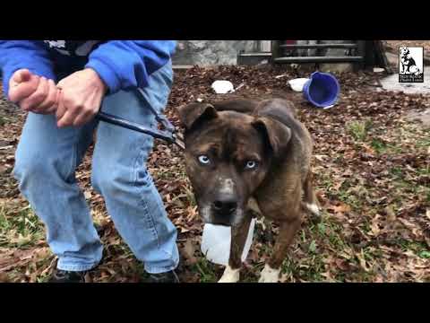 Break the Chains - Stray Rescue of St.Louis