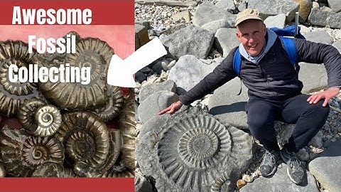 Fossil Hunter’s Golden Ammonite Surprise!