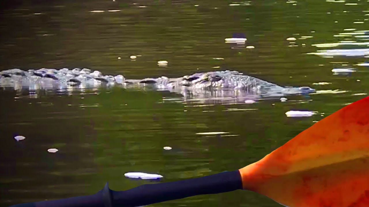 Will an Alligator Attack a Kayak: Myth vs Reality