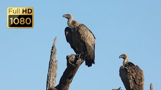 Download Lagu Birds of Kruger National Park Part 3 MP3