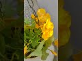 My garden is full of blooming nasturtium flowers#like #subscribe