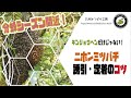 キンリョウヘンだけじゃない！　ニホンミツバチ誘引・定着のコツ　日本みつばちの養蜂 How to Beekeeping