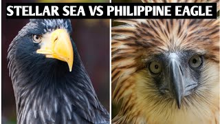 Steller’s Sea Eagle vs Philippine Eagle | Apex Predators of Sky and Forest | Evolution INSIGHTS