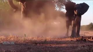 Lions Fail To Hunt The Elephant  And Buffalo