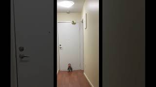 Dark spirit to creepy doll # #scary #ghost @rudyonthego