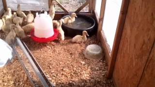 Buff Ducklings Swim Practice