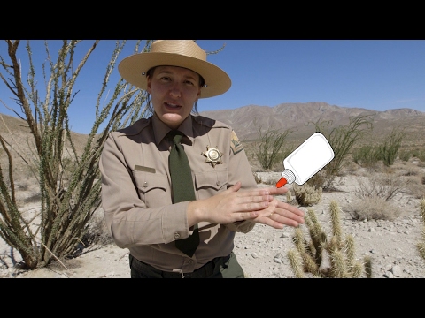 Prickly Situation for Hikers: How to Remove Cactus