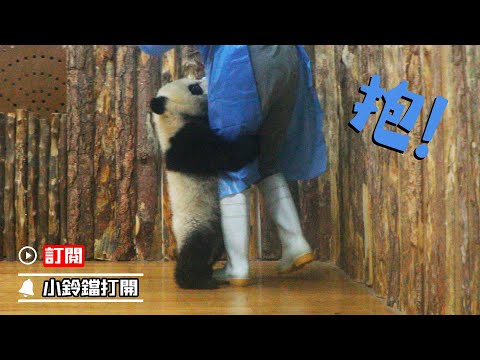 《熊貓早晚安》熊貓寶寶向奶媽發起抱大腿技能 | iPanda熊貓頻道