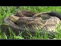 Rattlesnake Round-Up slithers into Wyoming County