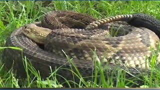 Rattlesnake Round-Up slithers into Wyoming County