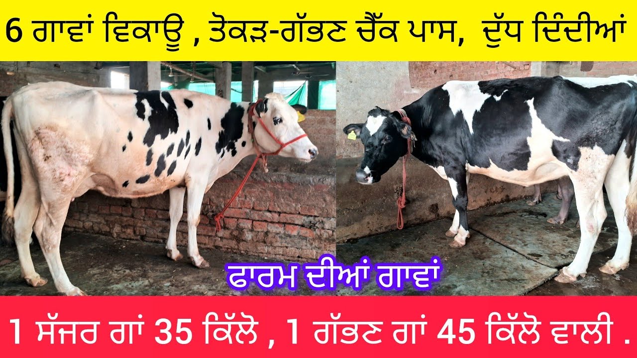 #dairyfarm ਵਿੱਚ 6 ਤੋਕੜ-ਗੱਭਣ ਐੱਚ ਐੱਫ ਗਾਵਾਂ ਤੇ ਸੱਜਰ  98729-37788 tokad gabhan check pass hf cows sale.