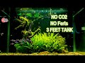 E1 low tech planted aquarium tamil   diy aquascape  no co2 no ferts 3 feet  hobbyo hobby intro