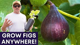 Discover the Perfect Fig Tree for You!