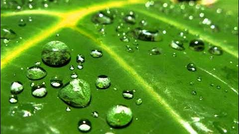 سورة ص - يوسف كالو \ Surat Sad - Yousef Kalo