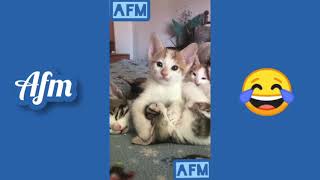 Funniest Cat Tik Toks Compilation | Try Not To Laugh Seeing This Crazy Cats