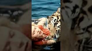 Tigers save a drowning woman. Тигры спасают тонущую женщину.