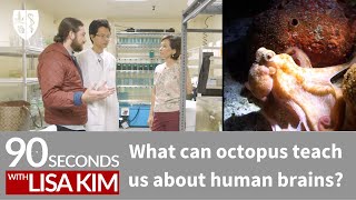 What can octopus teach us about human brains? | 90 Seconds w/ Lisa Kim