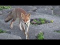 野生のキツネを発見。警戒しながらも近寄ってきた