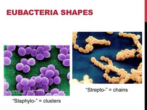 Classifications of eubacteria